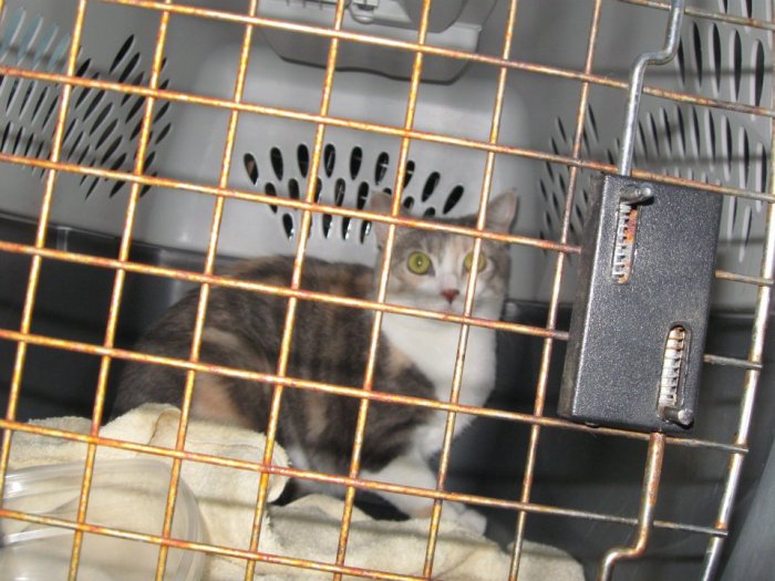 Sister Act Underground Railroad Rescued Kitty Network